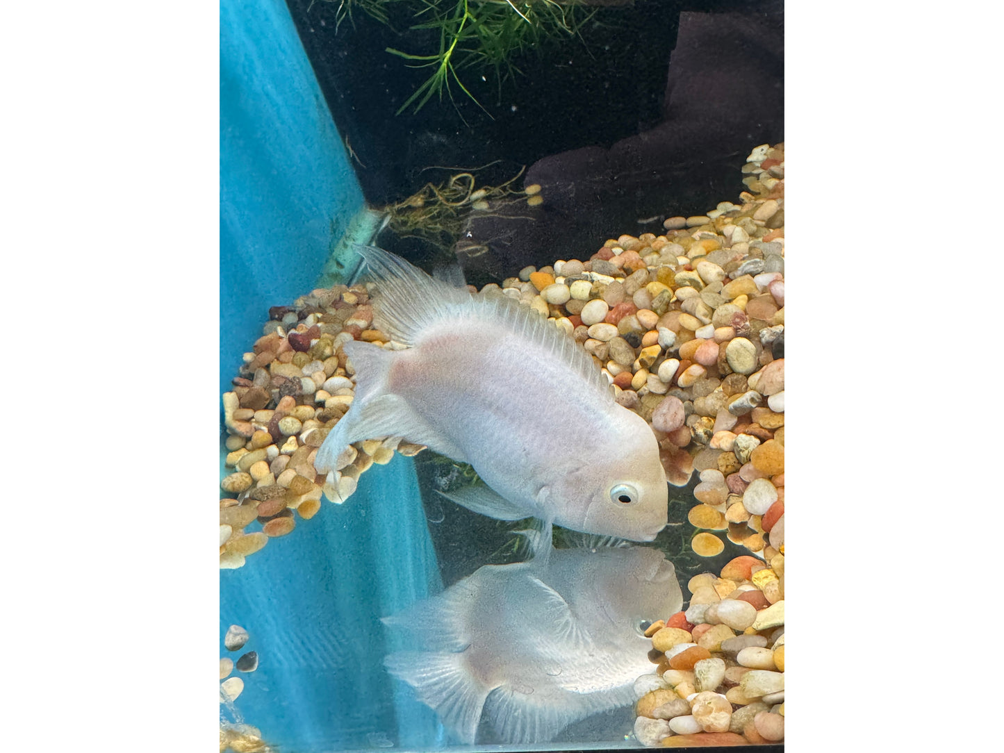 Humphead Snow White Parrot/Flowerhorn Hybrid