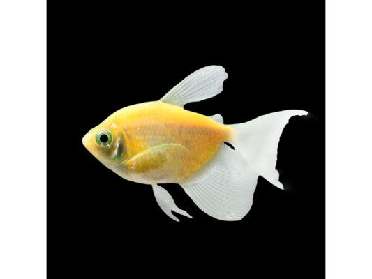 One Sunburst Glofish Longfin Tetra Approx 1.5”