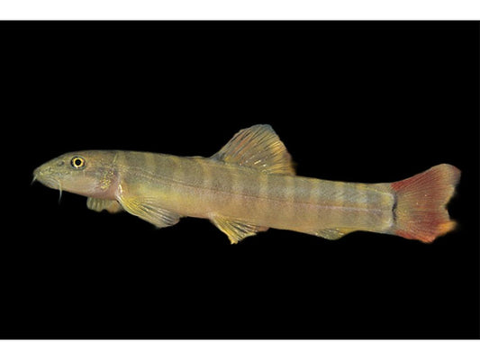 One Banded Redtail Loach Freshwater