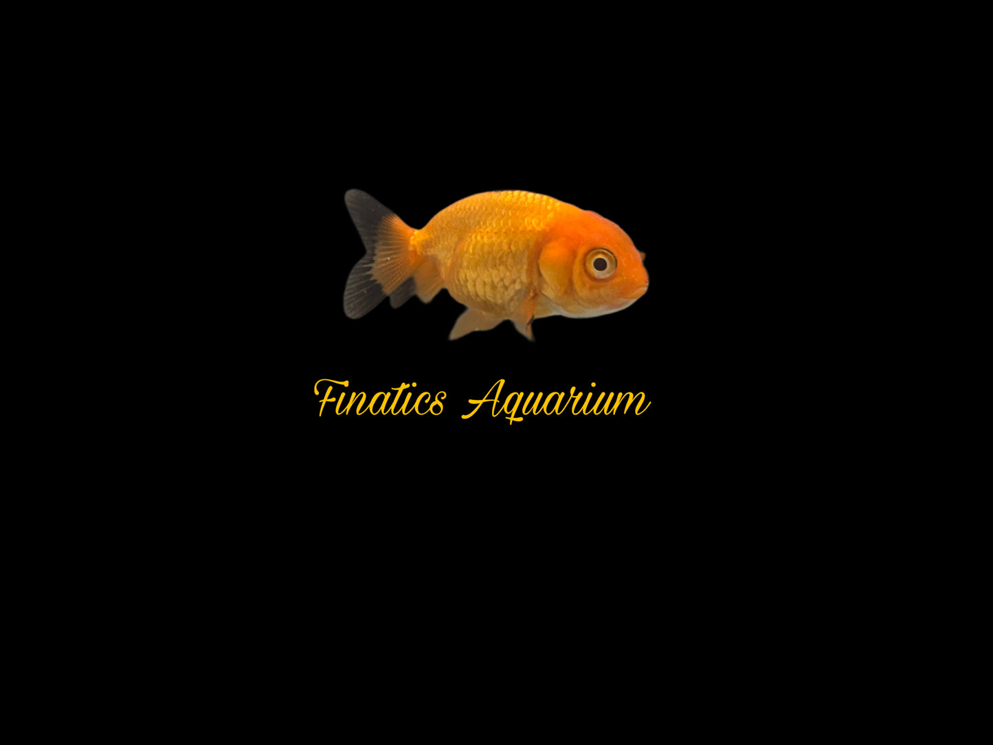 One Ranchu Goldfish Approx 2-3”  WYSWYG  r1015