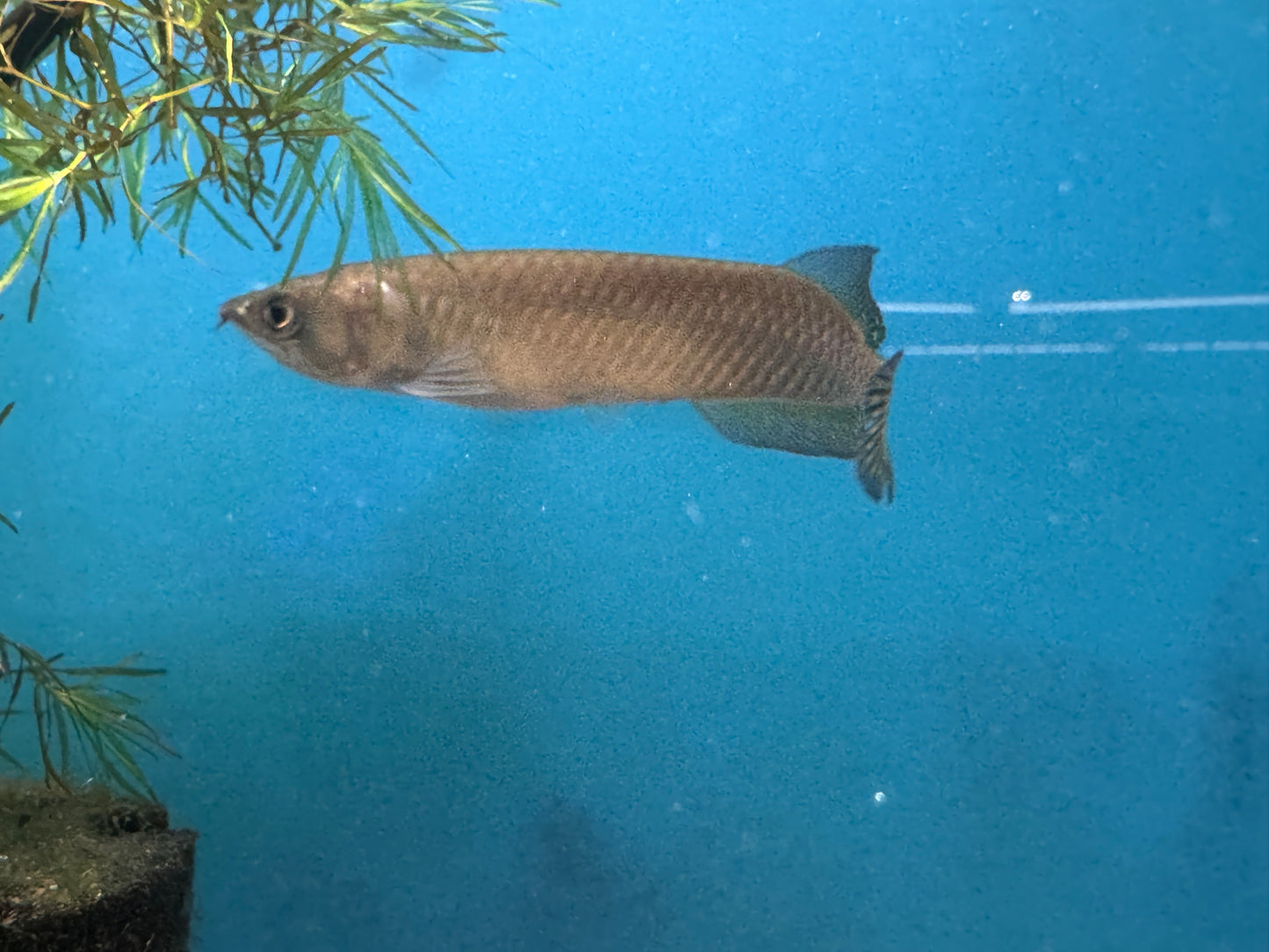 Australian Jardini Arowana Approx 4-6"