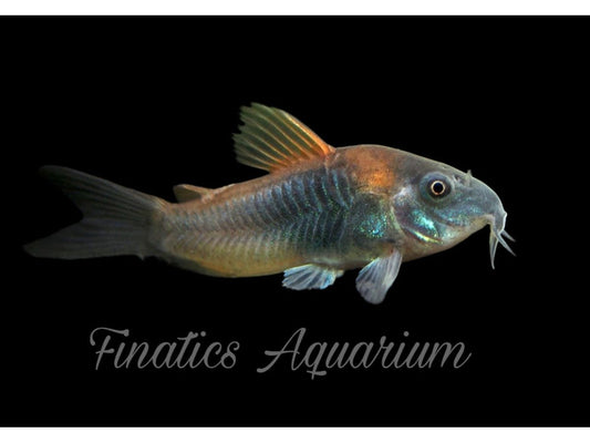 Red Sailfin Venezuela Cory T111