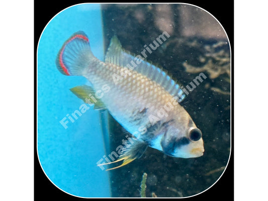 Apistogramma Pandurini ( Panduro ) Live Fish