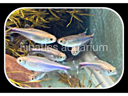 Blue Tetra