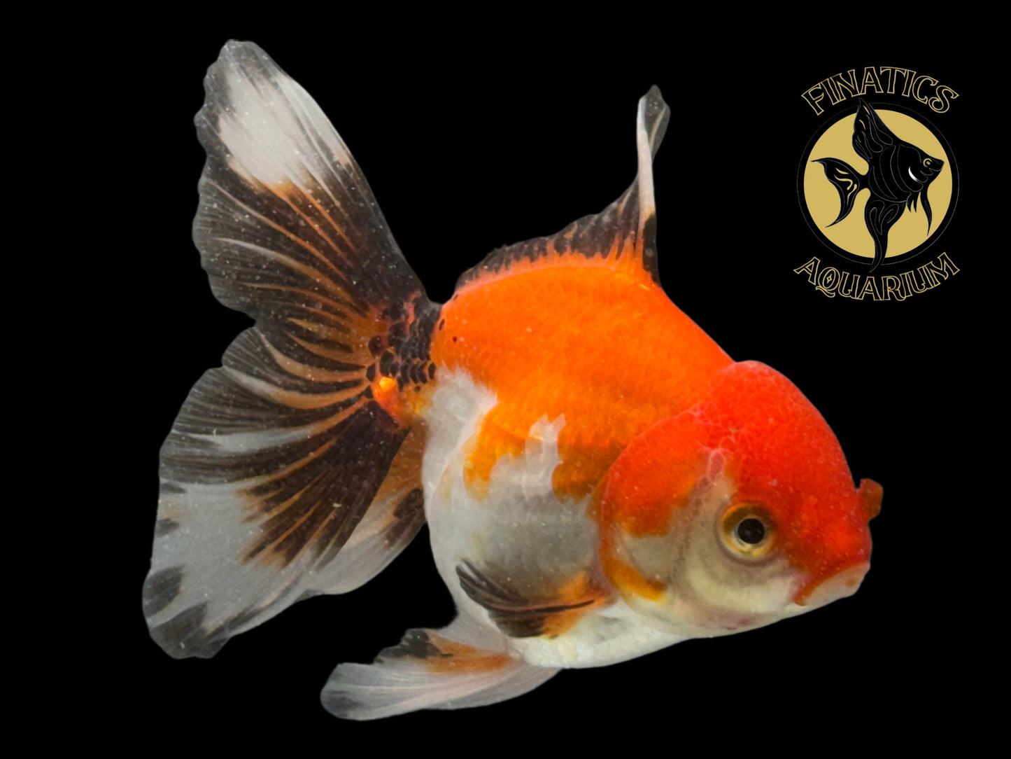 R2112 Thai Oranda Goldfish WYSWYG  (Item #R2112) Approx 4-5”