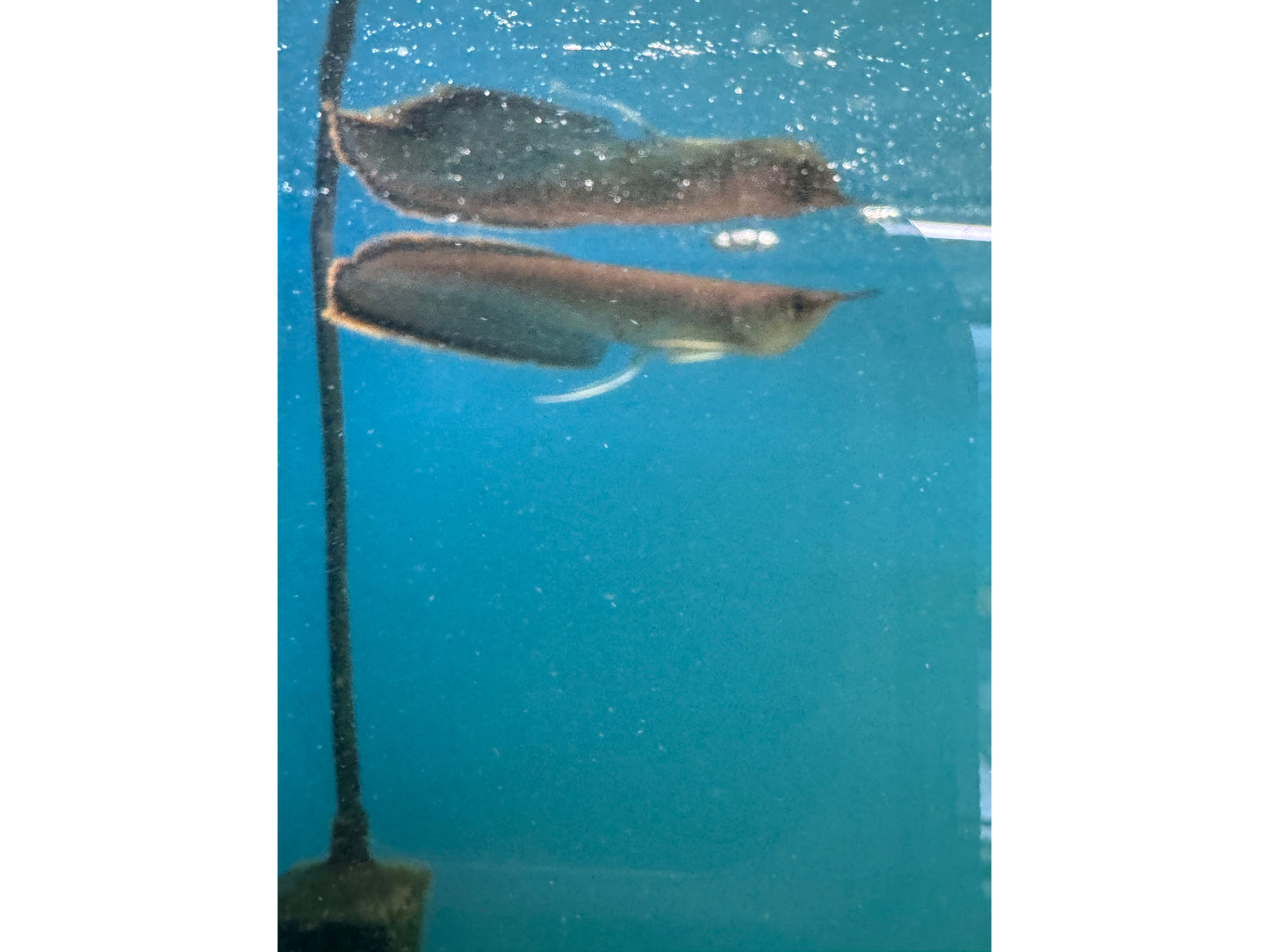 Black Arowana 3"