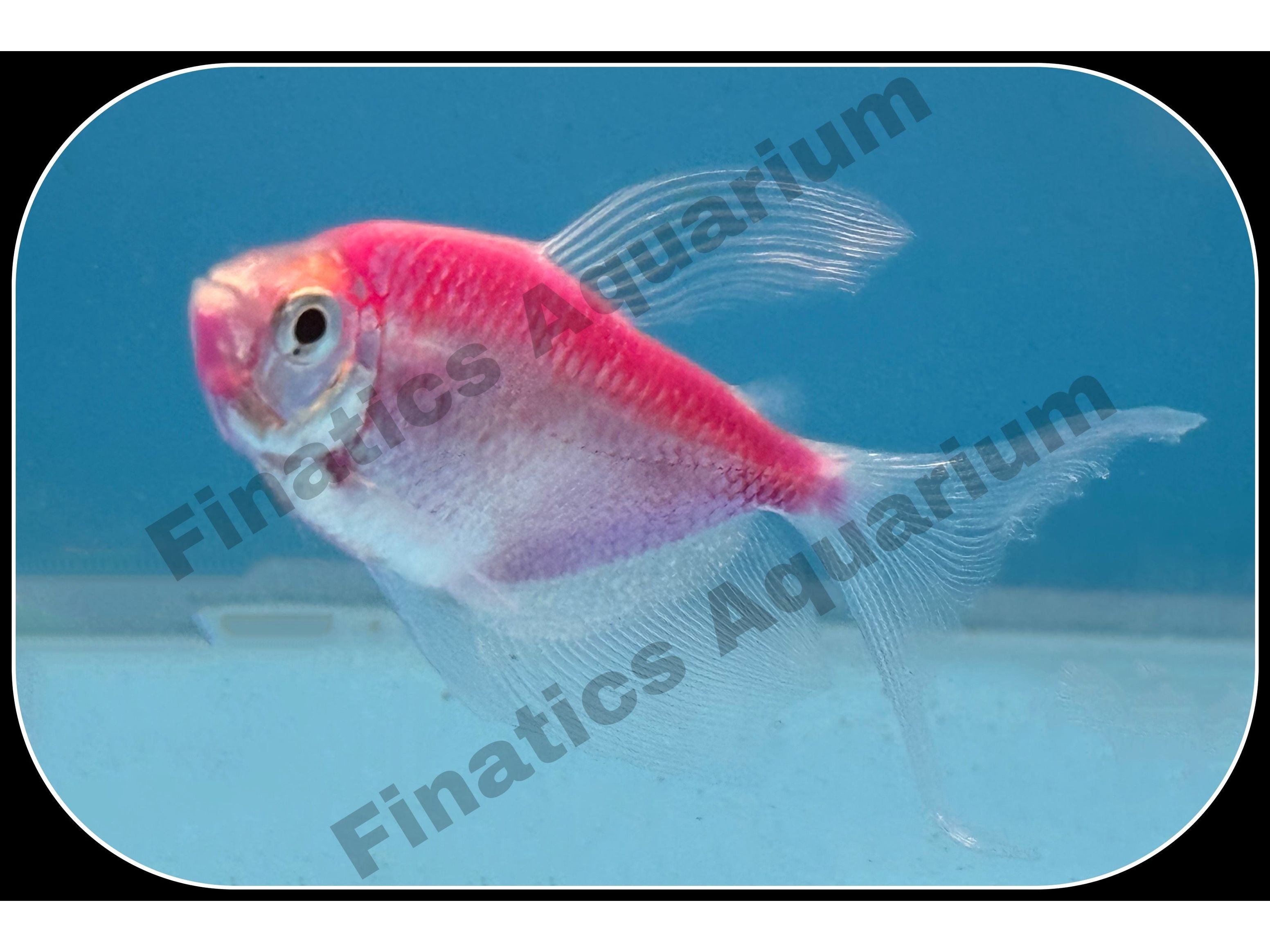 Moonrise Pink Longfin Tetra Glofish – Finatics Aquarium