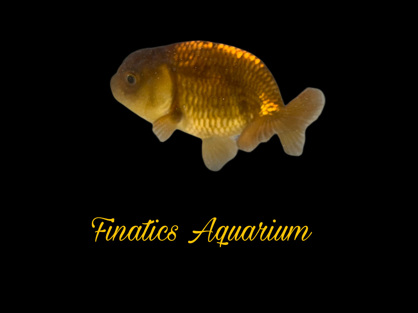 One Thai Lionchu Ranchu Goldfish Approx 2-2.5” WYSWYG R1000