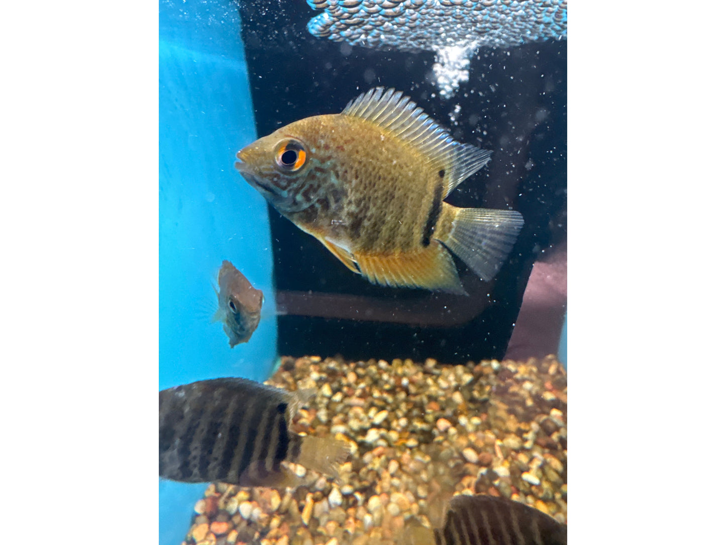 Turquoise Severum Approx 2"