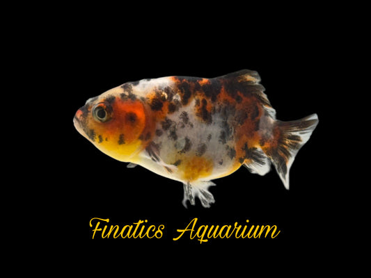 R2144 Thai Calico Ranchu Goldfish WYSWYG  (Item #R2144) Approx 2”