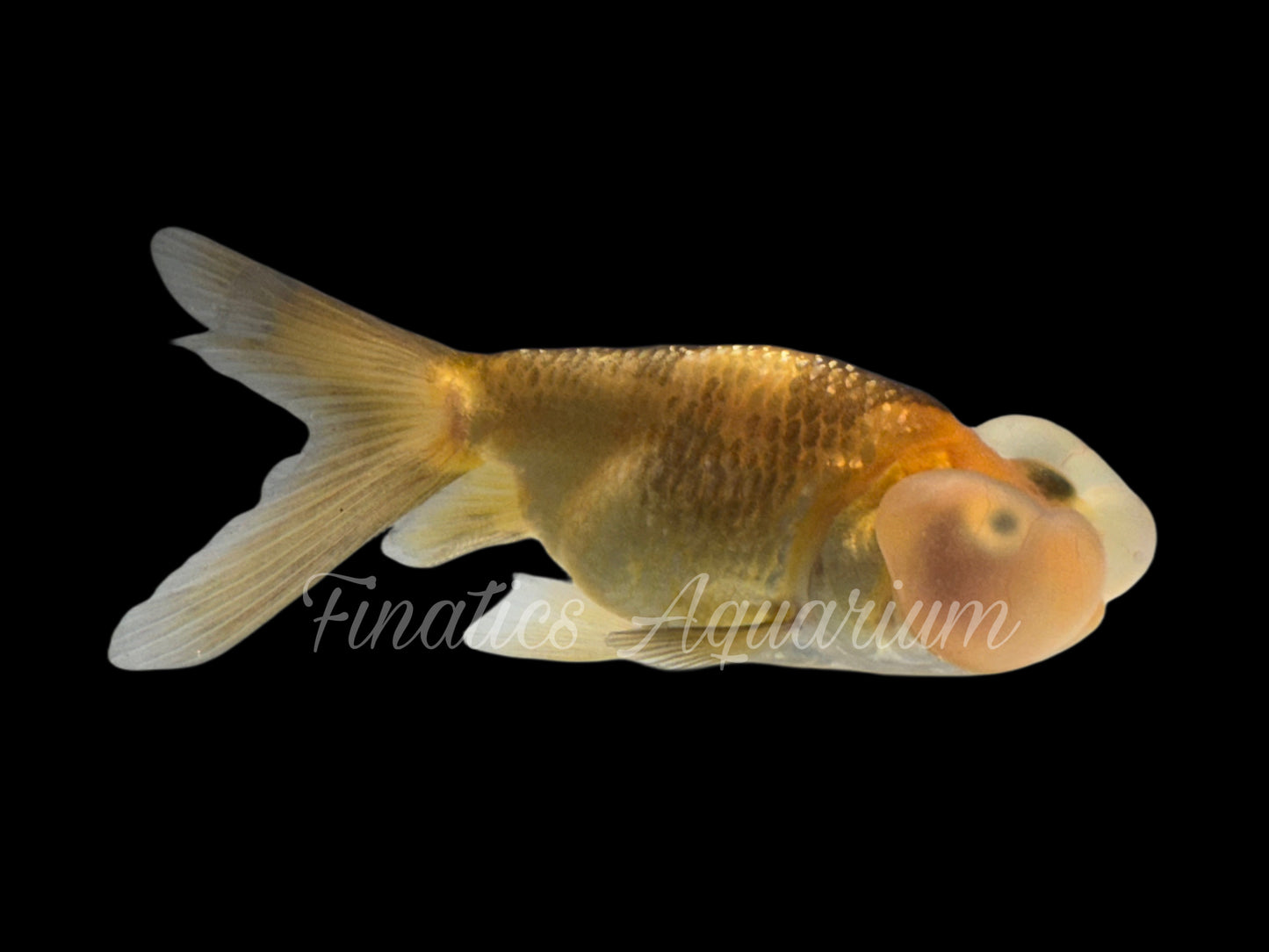 R2021 Bubble Eye Goldfish WYSWYG  (Item #R2021)