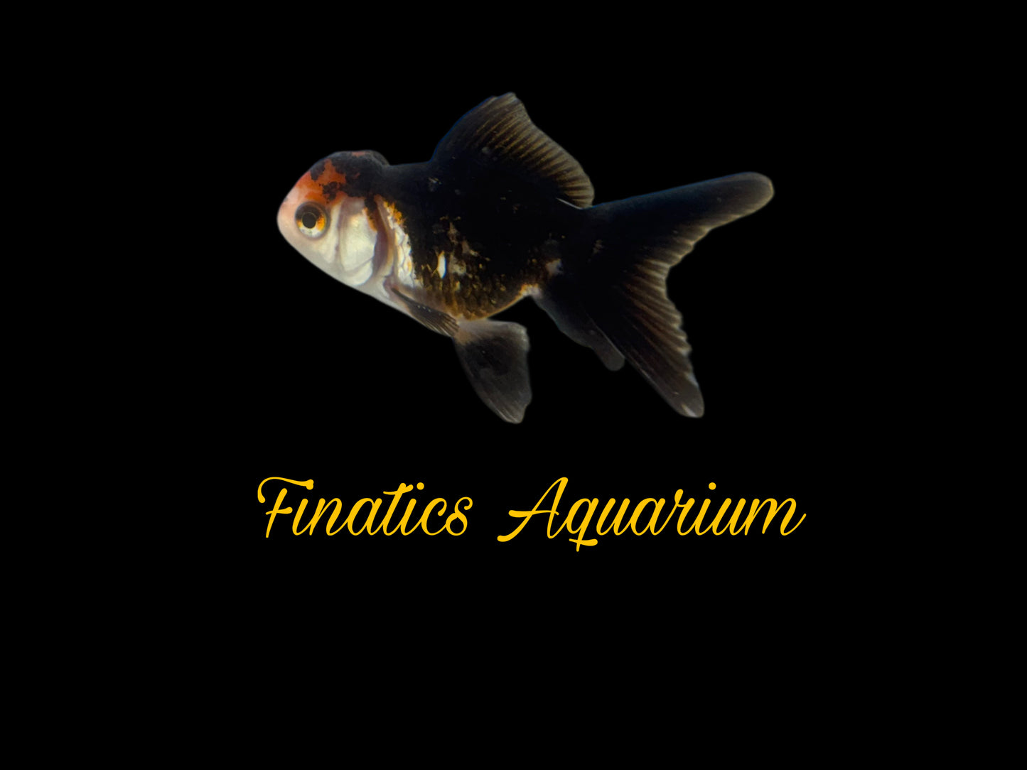 One Oranda Goldfish Approx 2-3”  WYSWYG  r1021