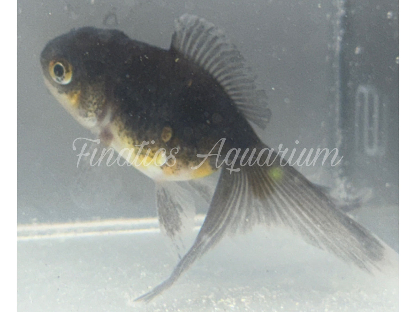 R1051 Oranda Goldfish WYSWYG (Item #1051)