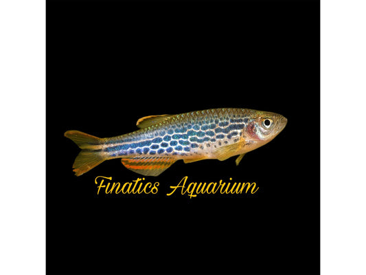 One Kyathit Orange Fin Danio T33