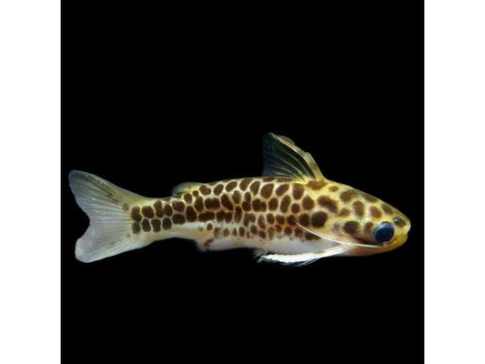 One Honeycomb Tatia Catfish T-30