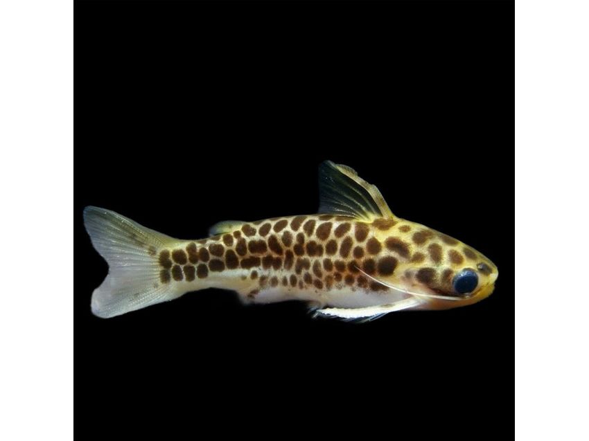 One Honeycomb Tatia Catfish (T207)