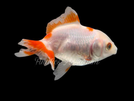 R2014 Oranda Goldfish WYSWYG  (Item #R2014)