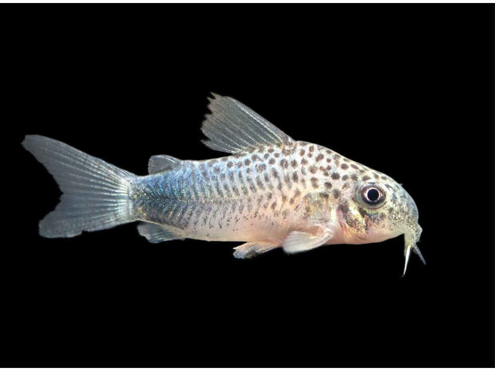 Smudge Spot - Violetta Similis Corydora (T892-95) Approx 1 - 1.5"