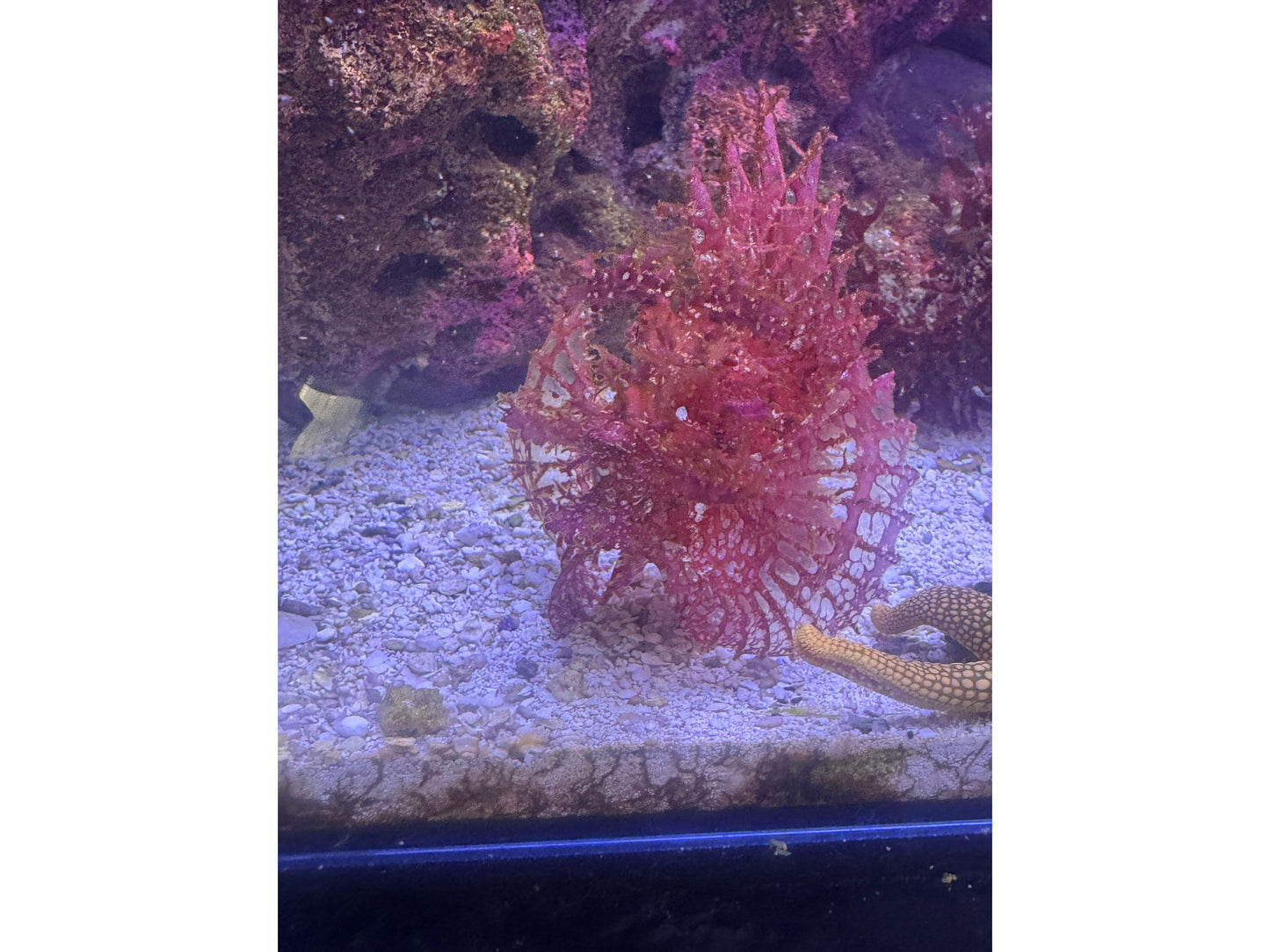 Red Rhinopius Scorpian Fish Approx 4-5"