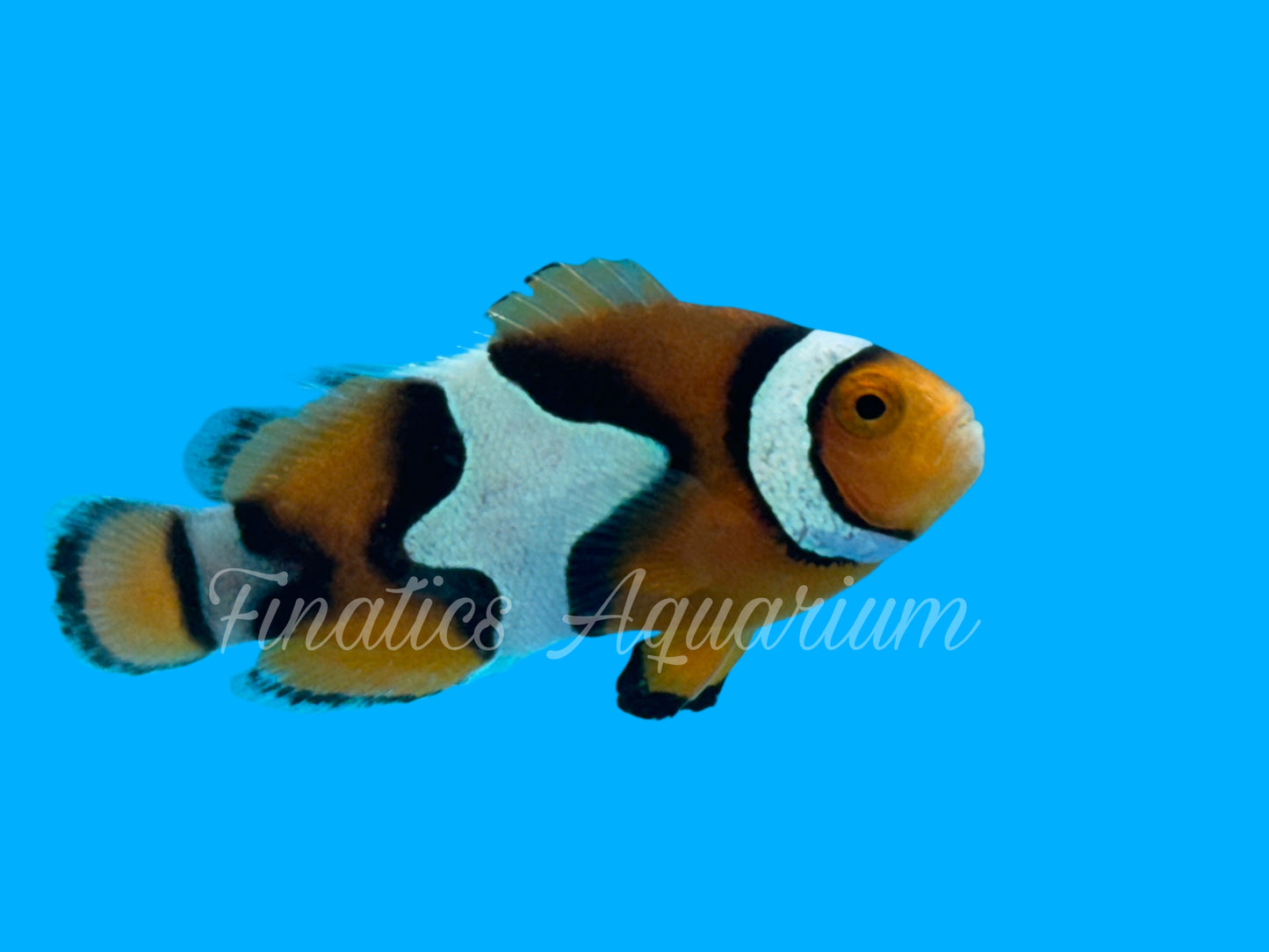 One Designer Clownfish WYSWYG #107 Saltwater Fish