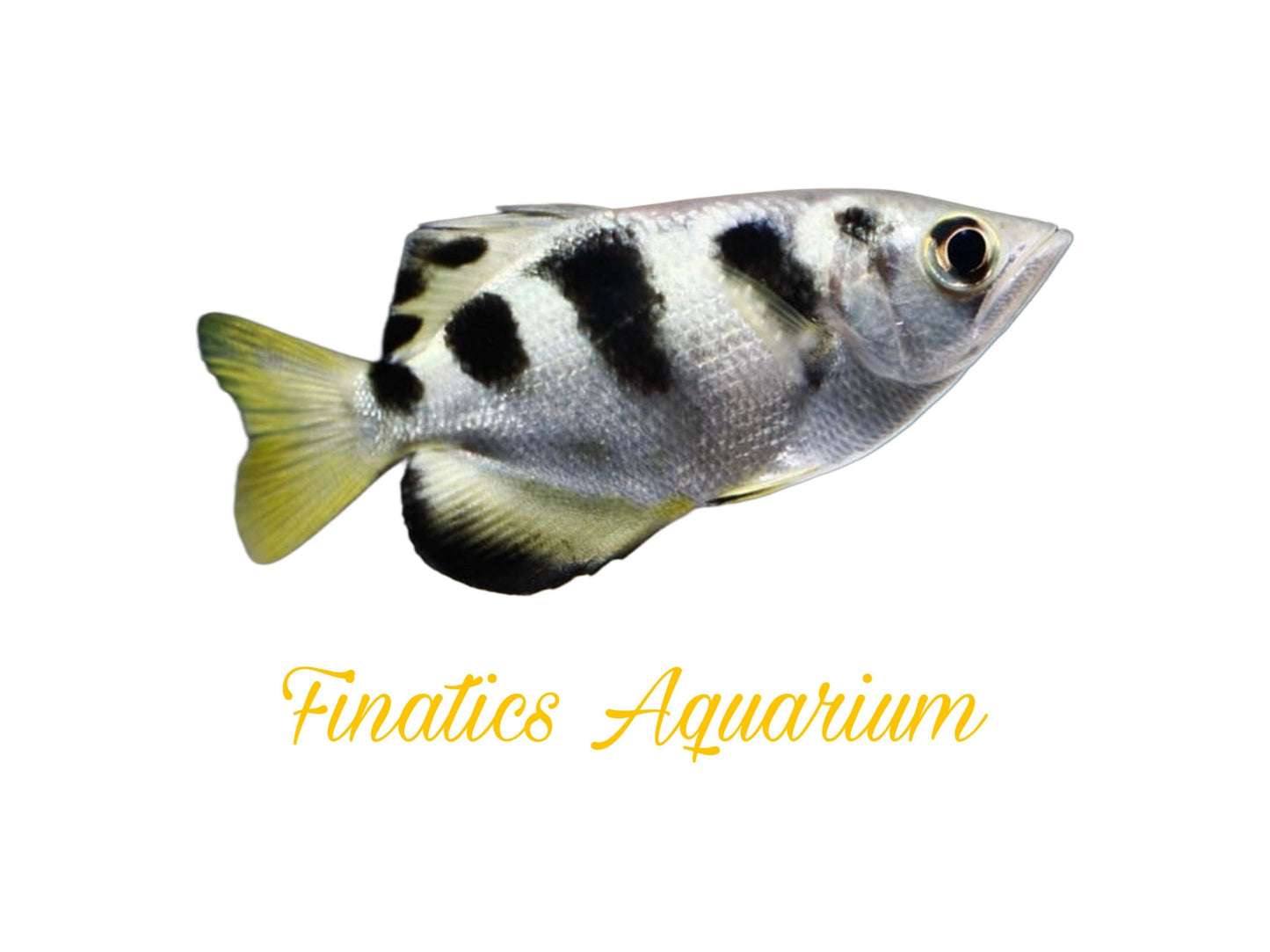 One Archer Fish - Toxotes Jaculatrix Approx 1.5-2” T182