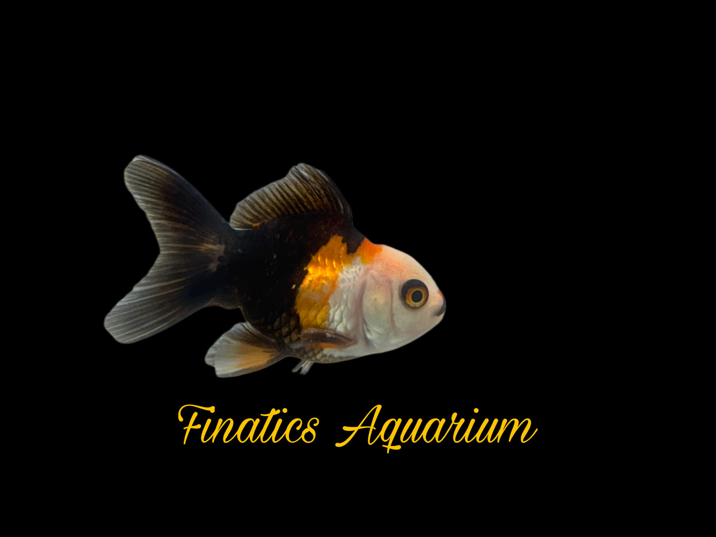 One Oranda Goldfish Approx 2-3”  WYSWYG  r1020