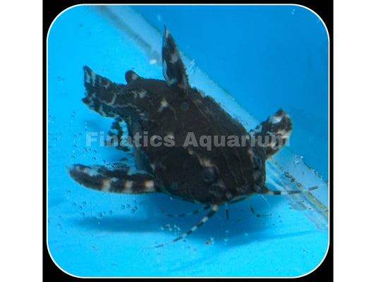 One Spotted Raphael Catfish T93