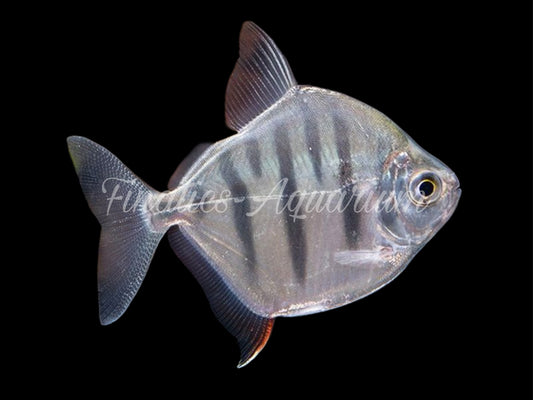 One Tiger Stripe Silver Dollar Fish