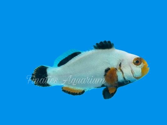 One Designer Clownfish WYSWYG #106 Saltwater Fish