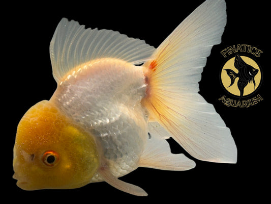 R2121 Thai Oranda Goldfish WYSWYG  (Item #R2121) Approx 2-3”