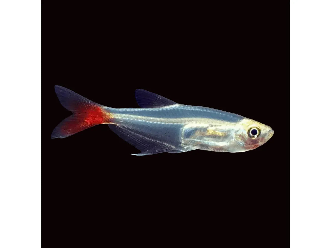 One Bloodfin Glass Tetra Approx 1.5" T94