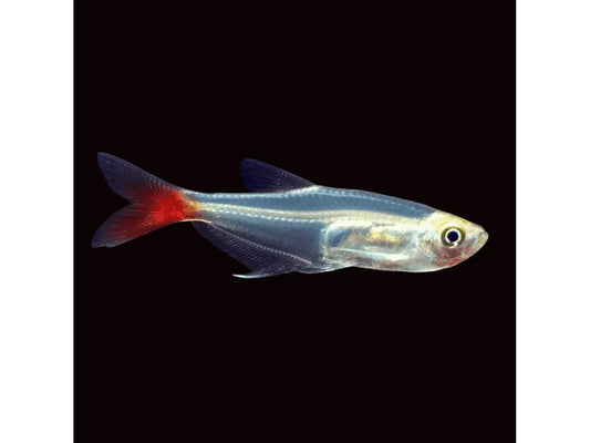One Bloodfin Glass Tetra Approx 1.5" T94