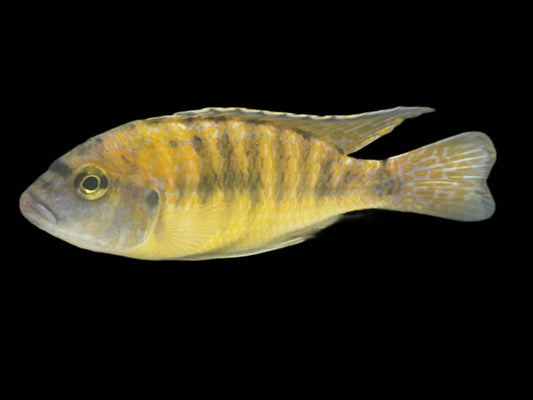 One Sunshine Peacock Cichlid