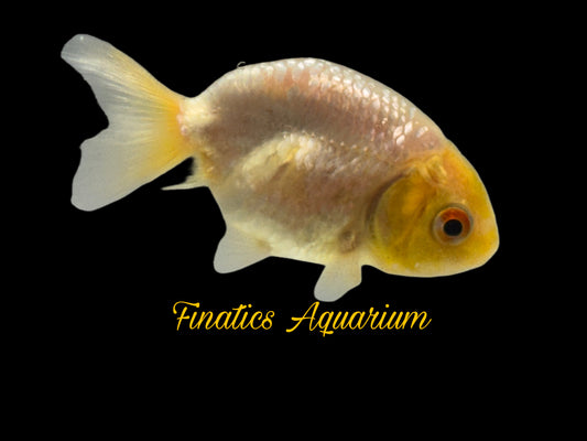 One Lion Head Ranchu Goldfish Approx 2”  WYSWYG  r2038