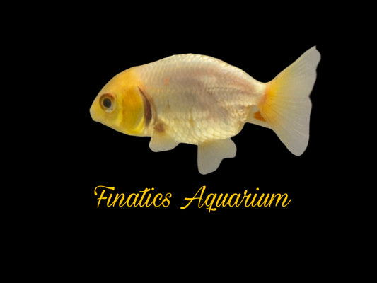 One Lion Head Ranchu Goldfish Approx 2”  WYSWYG  r2036