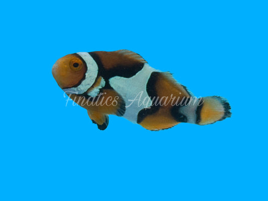 One Designer Clownfish WYSWYG #107 Saltwater Fish