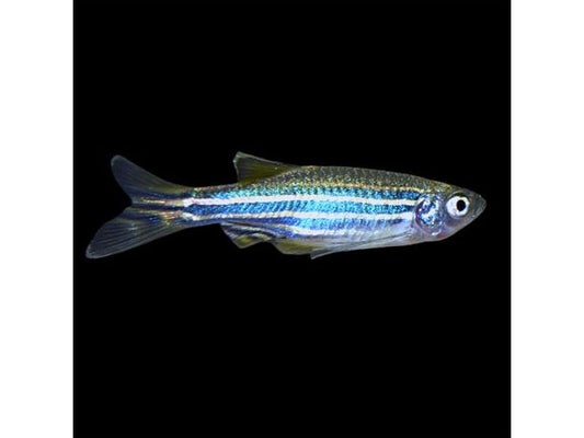 One Longfin Zebra Blue Danio (T31)