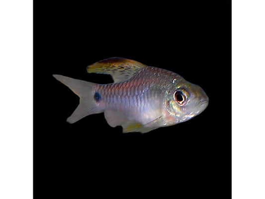 One Drapefin Barb