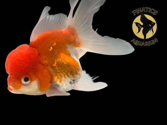 R2117 Thai Oranda Goldfish WYSWYG  (Item #R2117) Approx 2-3”