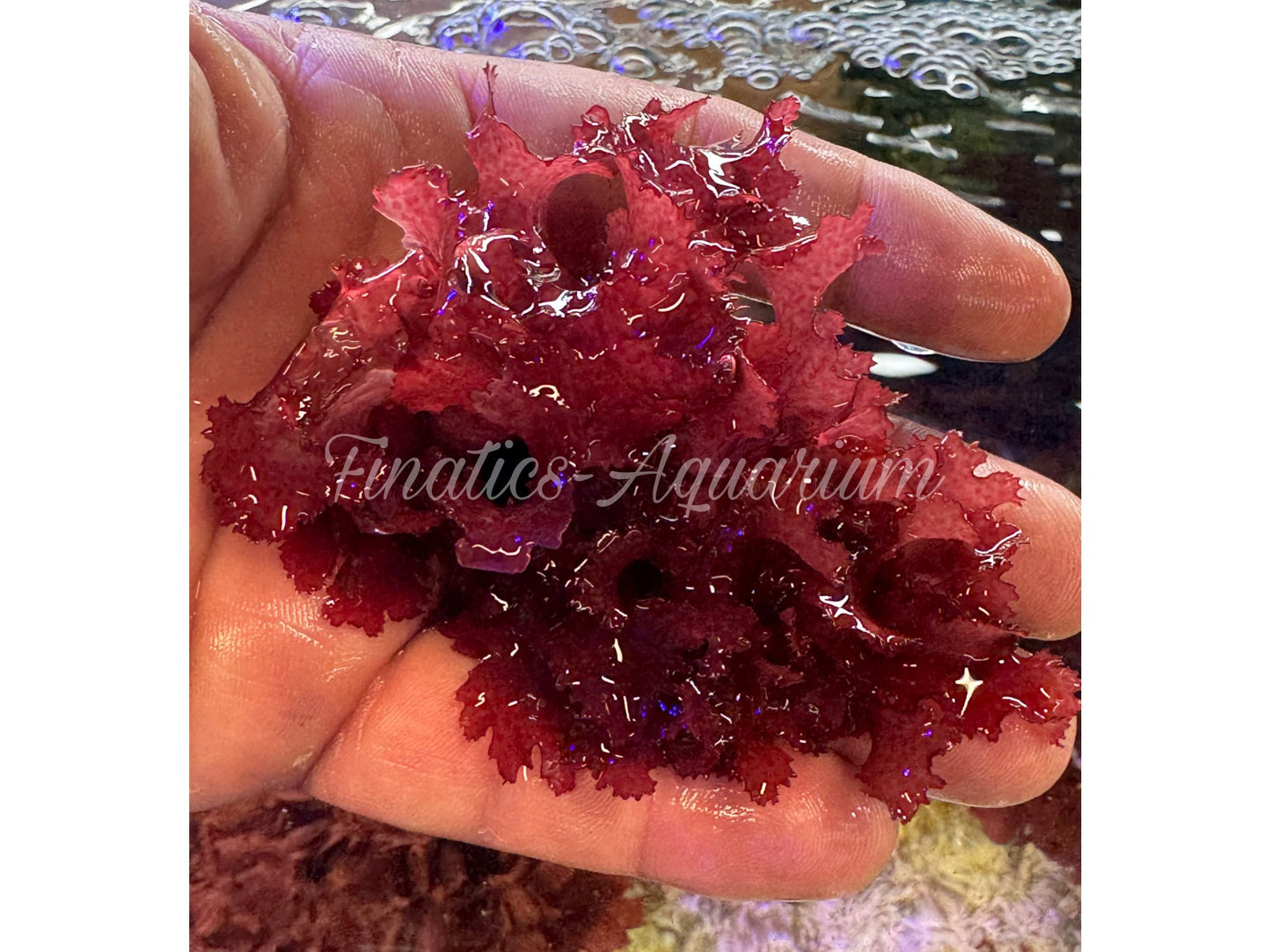 Reef Refugium Live Red Dragons Breath Macro Algae Saltwater