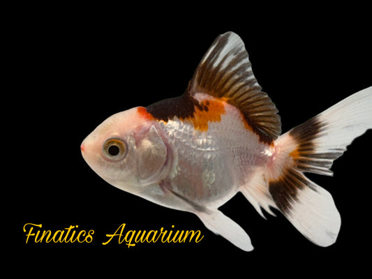 R2135 Oranda Goldfish WYSWYG  (Item #R2135) Approx 2”