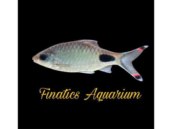 Mascara Barb - Freshwater Fish Approx 1-1.5” T72 – Finatics Aquarium
