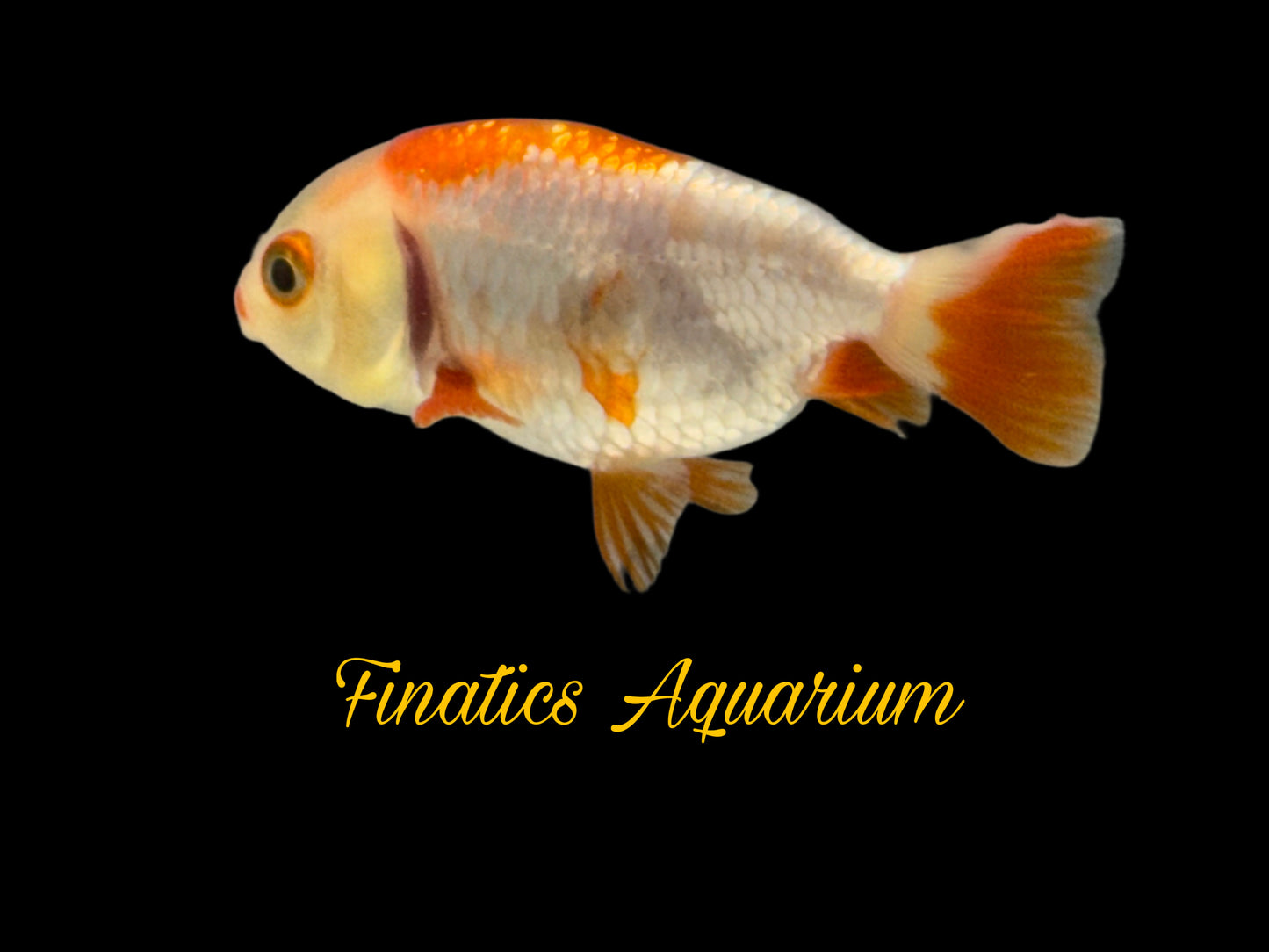 One Lion Head Ranchu Goldfish Approx 2”  WYSWYG  r2040