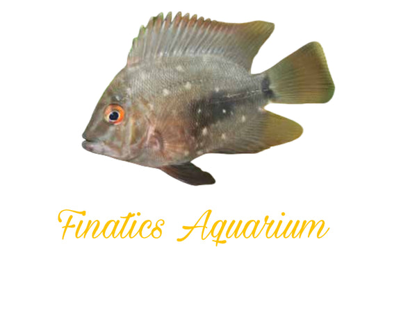 One Uaru Fish Approx 1.5-2” T185 – Finatics Aquarium