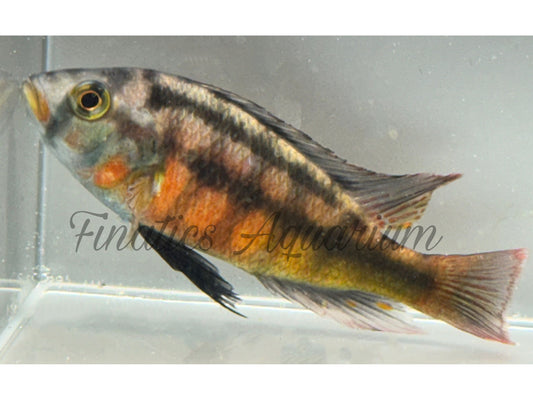 One Rock Kribensis Cichlid