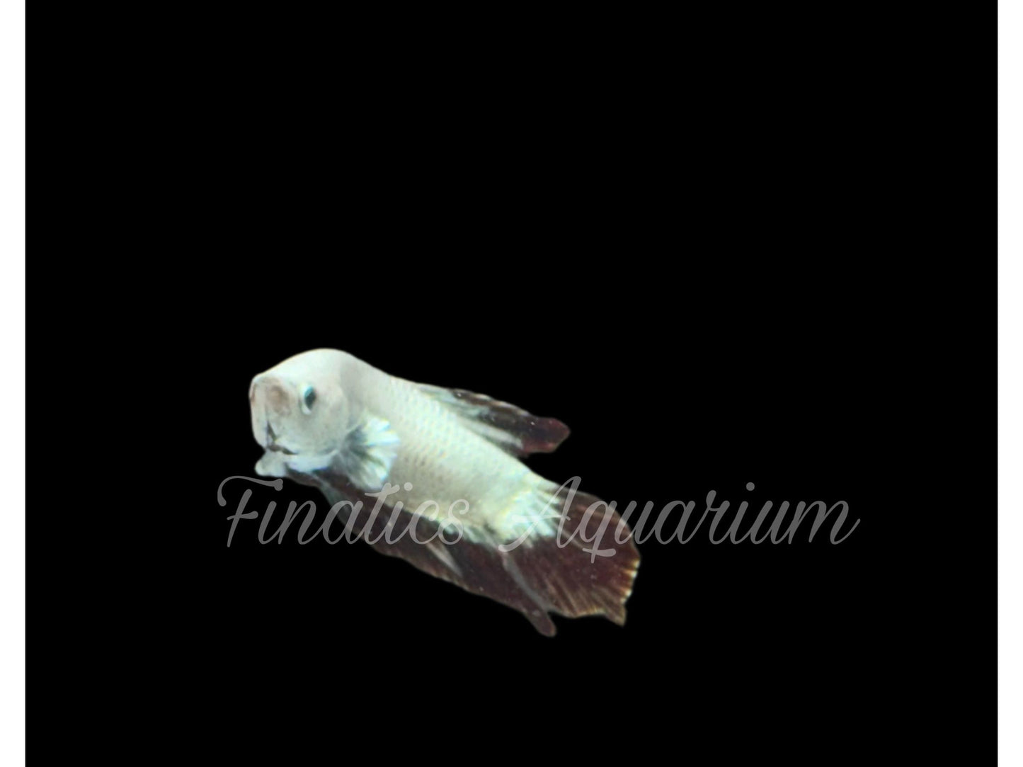 One Red Snow Plakat Male Betta WYSWYG #106