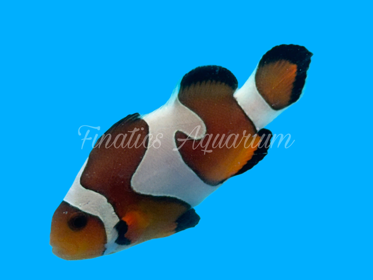 One Designer Clownfish WYSWYG #103 Saltwater Fish