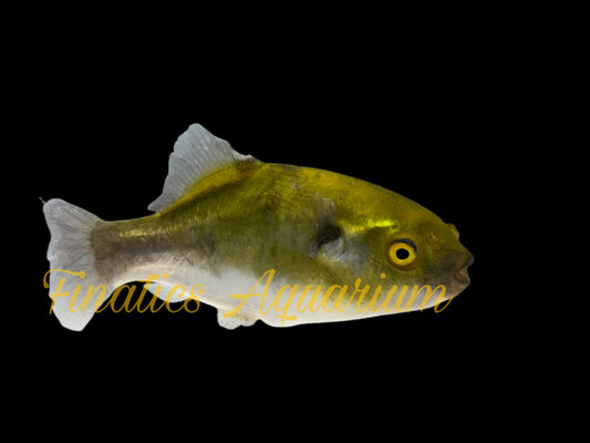 One Avocado Puffer Approx 2 - 2.5"