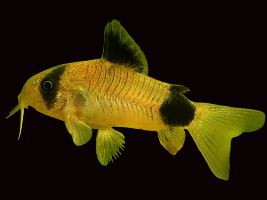 CORYDORAS PANDA GOLDEN