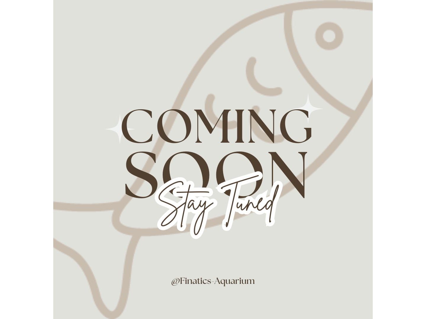 Pleco L-152 Pincone Pleco